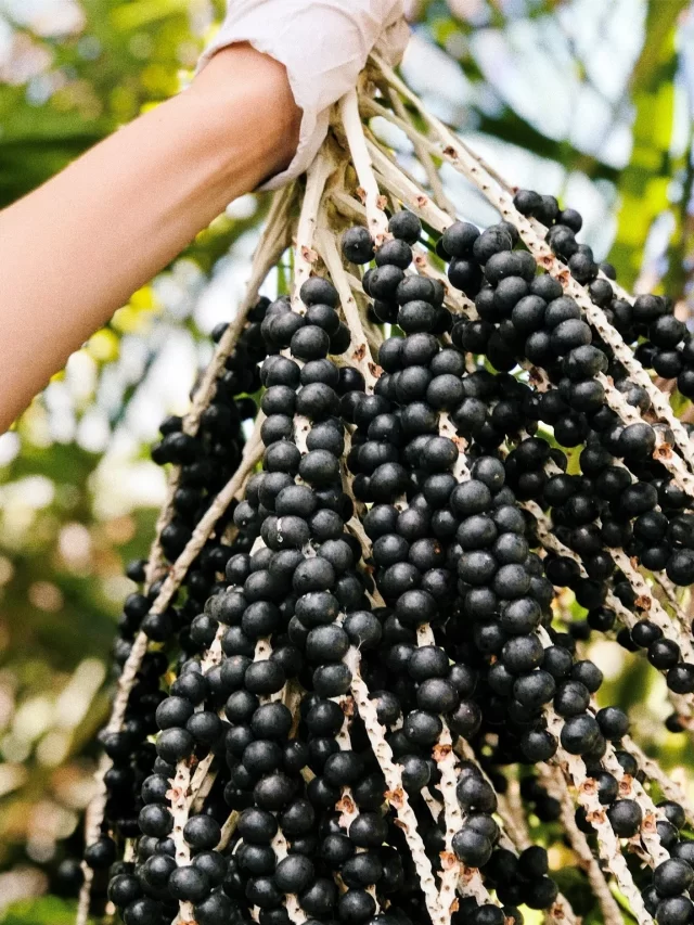 6 Surprising Benefits of Acai Berry Capsules for your Skin and Health