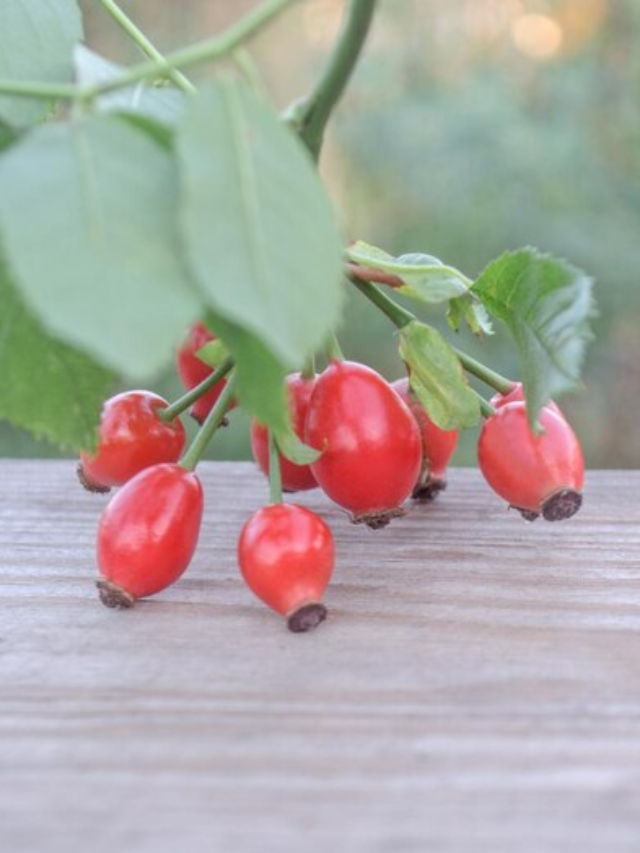 6 Benefits of Rosehip Capsules you can’t ignore to heal joint pain