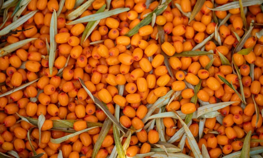 7 Reasons to Include Sea Buckthorn Supplements
