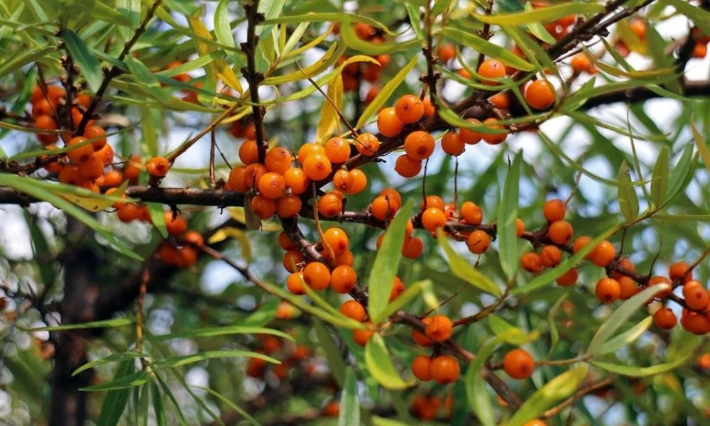 7 Benefits of Sea Buckthorn berry Fruit