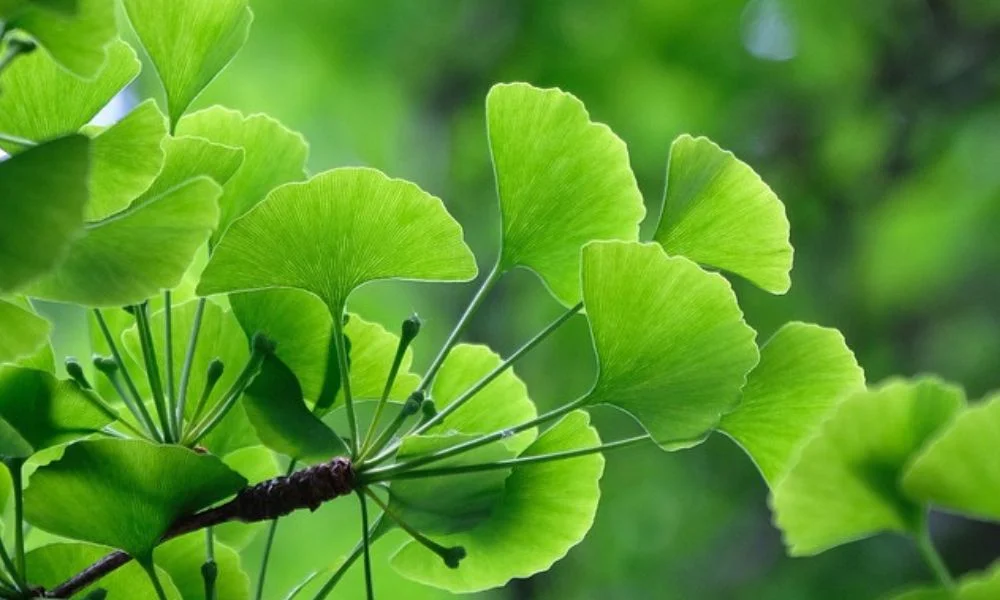 7 surprising benefits of Ginkgo Biloba, the ancient herb, for healthy well being