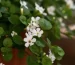 Brahmi the powerful natural herb is the most popular herb for overall brain health