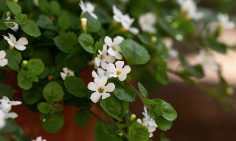 Brahmi the powerful natural herb is the most popular herb for overall brain health